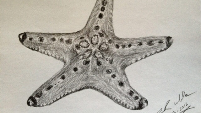Drawing_Starfish_800x600
