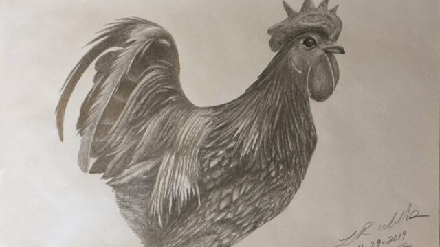 drawing_AyamCemaniRooster_4-29-2019_LRW_cropped